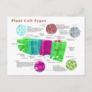 Phloem Xylem Sclerenchyma Collenchyma Leaf Postcard