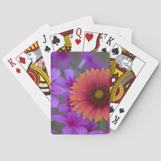 Phlox and Indian Blanket near Devine Texas Playing Cards (Back)