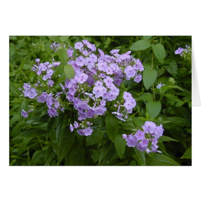 Phlox blossoms card (Front Horizontal)