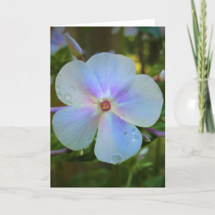 Phlox, card