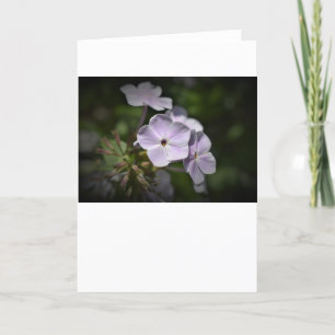 Phlox, card
