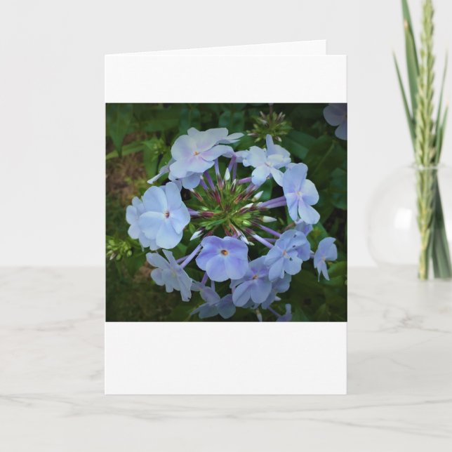 Phlox, card (Front)