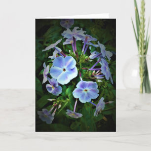 Phlox, card