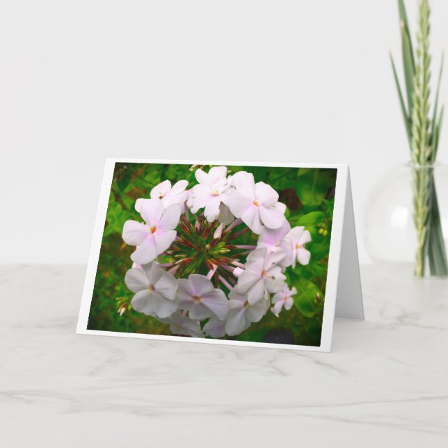 Phlox, card (Front)