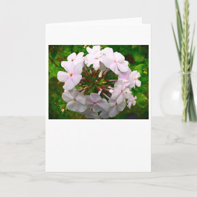 Phlox, card (Front)
