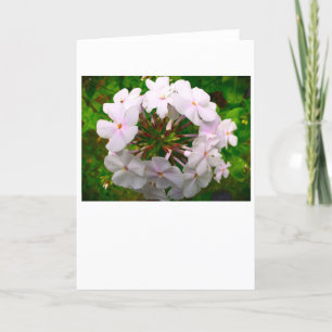 Phlox, card
