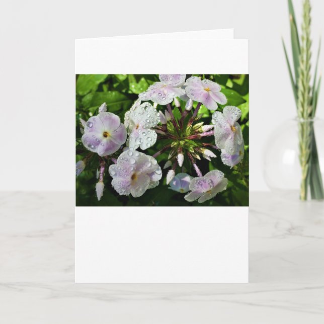 Phlox, card (Front)