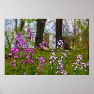 Phlox Near a Cemetery Poster
