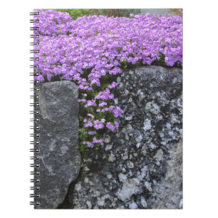 Phlox On Stone Wall Notebook