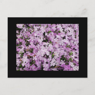 Phlox postcard