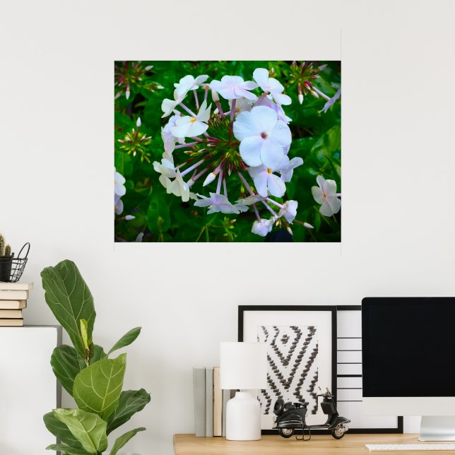 Phlox, Poster (Home Office)