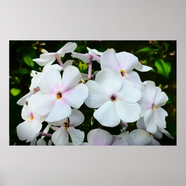 Phlox, Poster (Front)