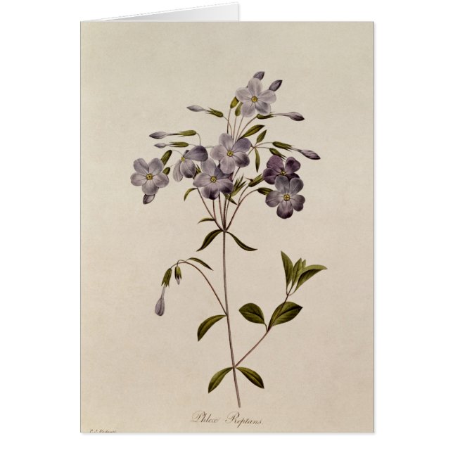 Phlox reptans (Front)