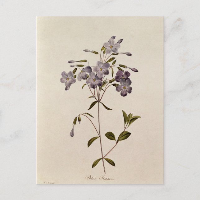 Phlox reptans postcard (Front)