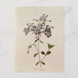 Phlox reptans postcard