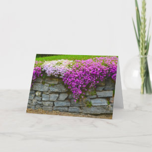 Phlox Stone Wall Notecard