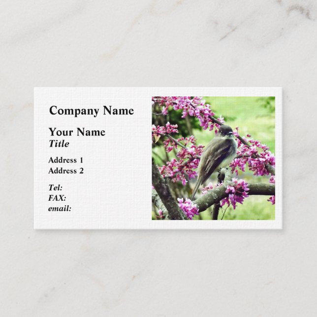 Phoebe in a Redbud Tree Business Card (Front)