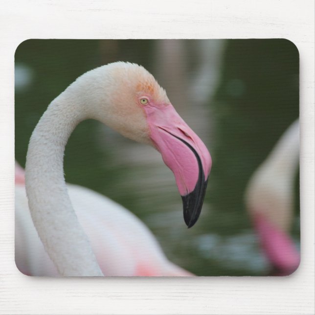 Phoenicopterus roseus mouse pad (Front)