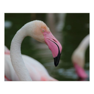 Phoenicopterus roseus poster