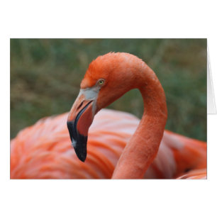 Phoenicopterus ruber