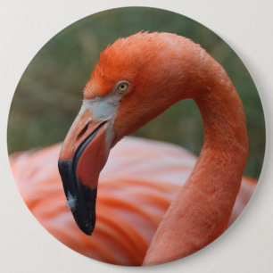 Phoenicopterus ruber 6 cm round badge