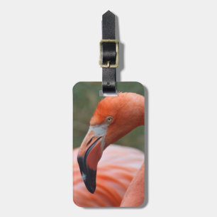 Phoenicopterus ruber luggage tag