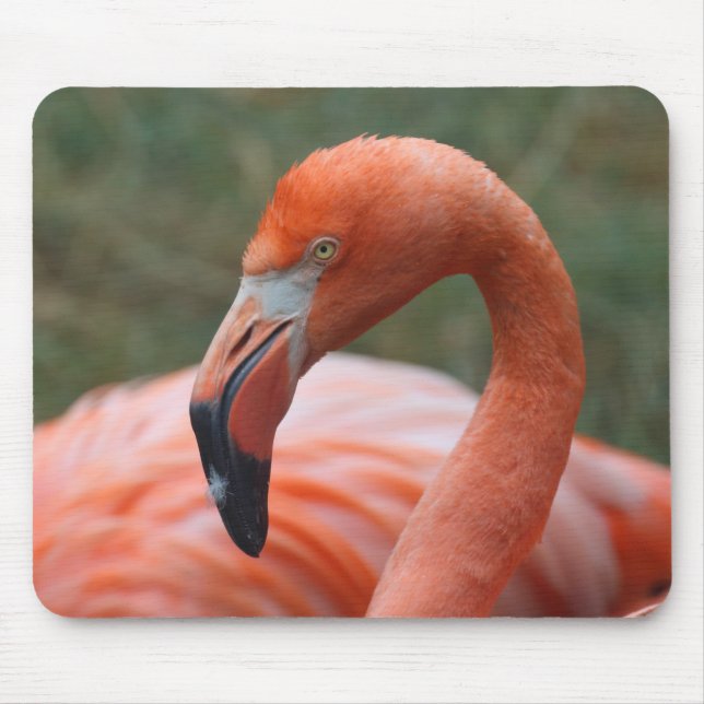 Phoenicopterus ruber mouse pad (Front)