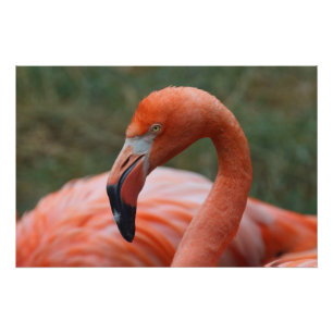 Phoenicopterus ruber poster
