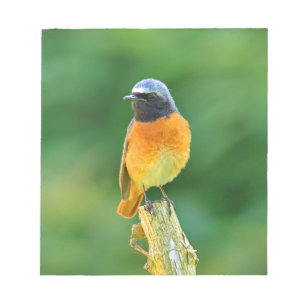 phoenicurus ochruros notepad