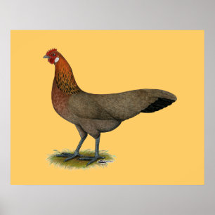 Phoenix:  BB Red Hen Poster