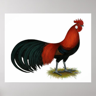 Phoenix:  BB Red Rooster Poster