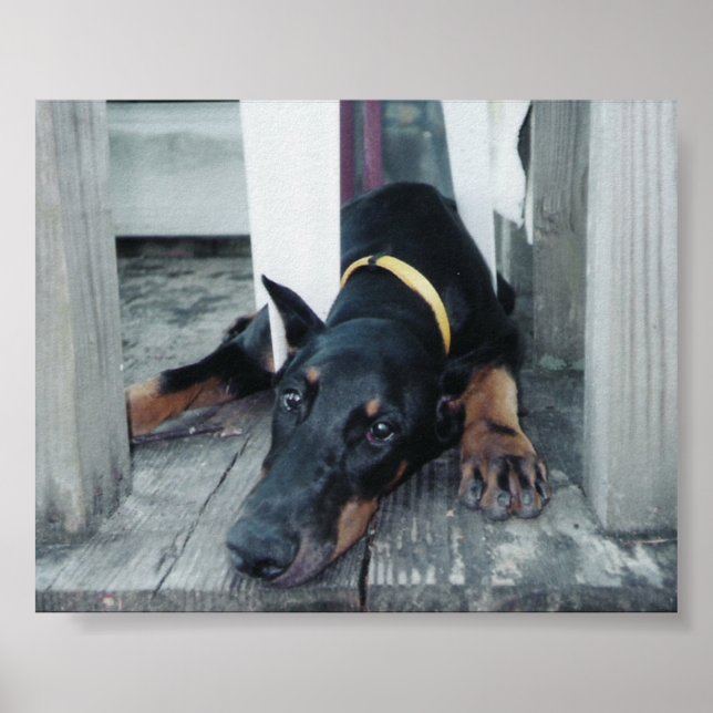 Phoenix Poster (Front)