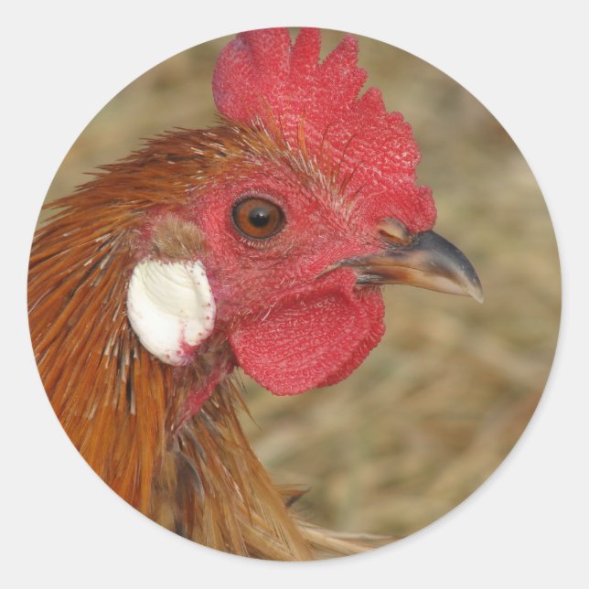 Phoenix Rooster Classic Round Sticker (Front)