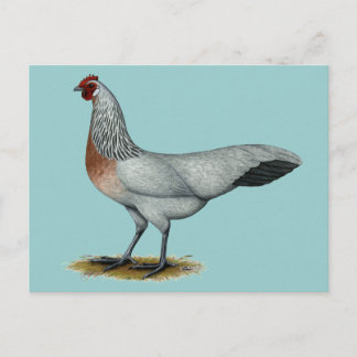 Phoenix: Silver Duckwing Hen Postcard