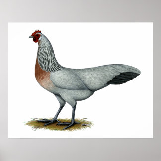 Phoenix: Silver Duckwing Hen Poster