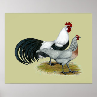 Phoenix: Silver Duckwing Pair Poster