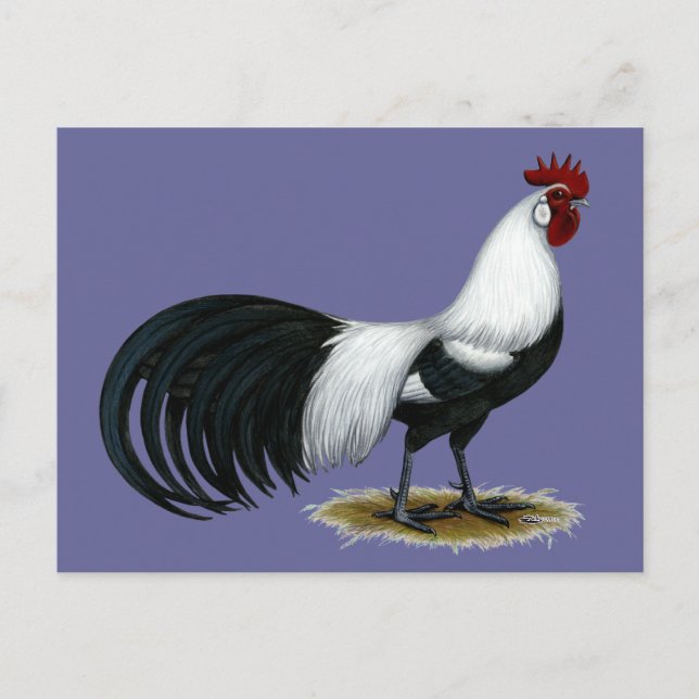 Phoenix:  Silver Duckwing Rooster Postcard (Front)