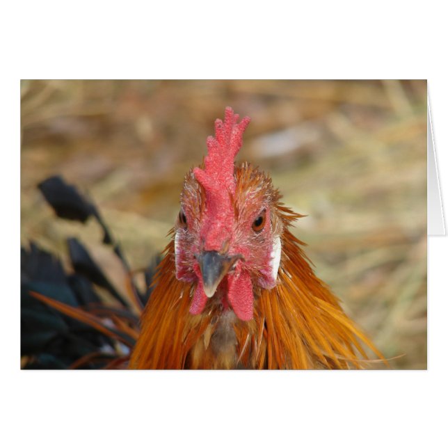 Phoenix Stares the Camera Down (Front Horizontal)