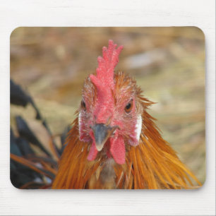 Phoenix Stares the Camera Down Mouse Pad