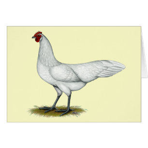 Phoenix: White Hen