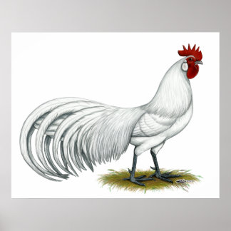 Phoenix: White Rooster Poster