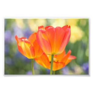 photo - 4x6 size - tulips (orange) print