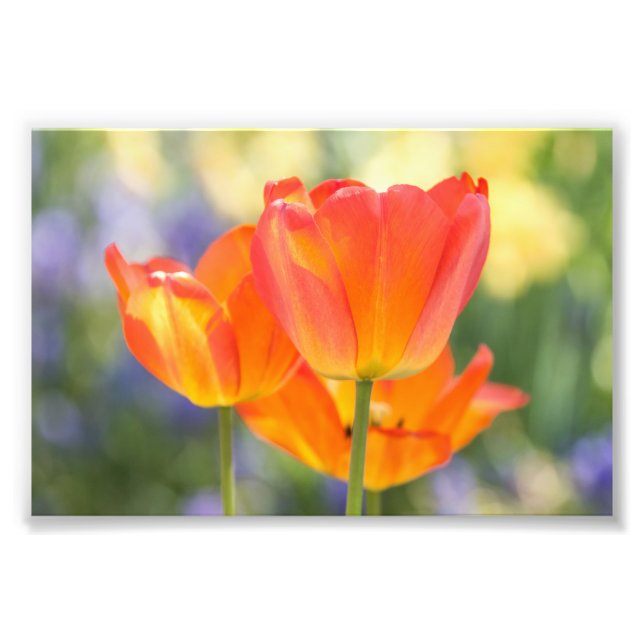 photo - 4x6 size - tulips (orange) print (Front)