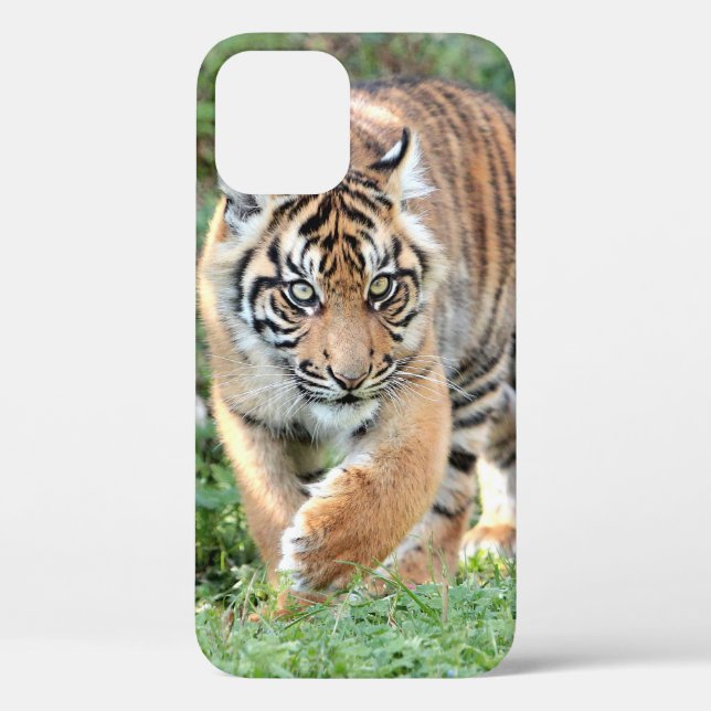 Photo  , animals , tiger , tigre . Case-Mate iPhon iPhone Case (Back)