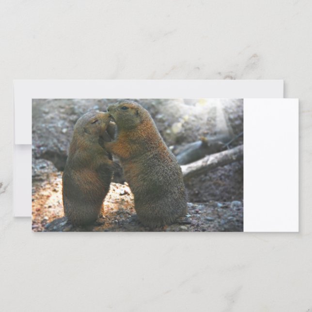 Photo card with cute marmot couple (Front)