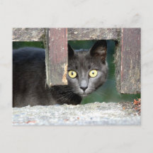 Photo cat , pet , animals . postcard