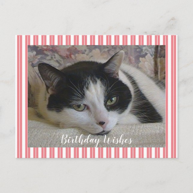 Photo Cat  Postcard (Front)