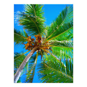 Photo   Coconut palm tree Vanuatu Print