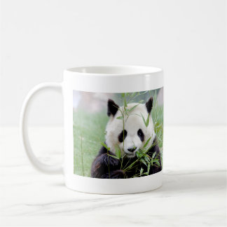 Photo giant panda , animals 0004. coffee mug