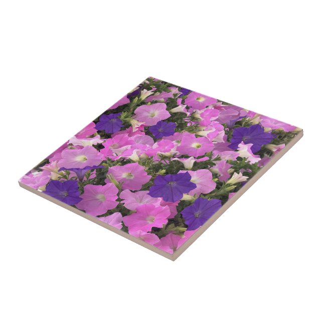 Photo Image Of Morning Glory Pink & Purple Flowers Tile (Side)